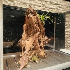 流木 アクアリウム 爬虫類 ハンドメイド No.7の画像