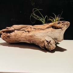 流木 アクアリウム 爬虫類 ハンドメイド No.7の画像
