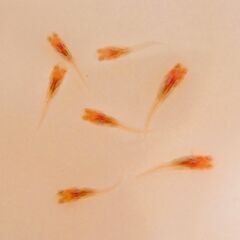 No.125【②龍の瞳（ヒレ長アルビノ）メダカ　稚魚 10匹 150円】の画像