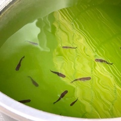 メダカ オロチ 若魚 10匹セットの画像