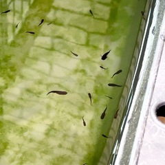 メダカ オロチ 若魚 10匹セットの画像
