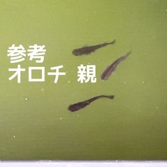 メダカ オロチ 若魚 10匹セットの画像