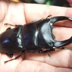 大型血統！能勢産オオクワガタ ♂73.5ミリ ♀48ミリ ペアの画像