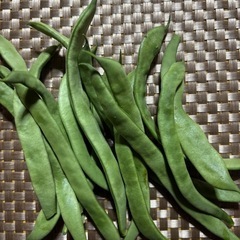 本日朝採り新鮮野菜のうちトマト・きゅうり・インゲン3種類を 1セット¥300にてお譲り致します♪⑪の画像