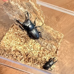 コクワガタペア　40㎜前後の画像