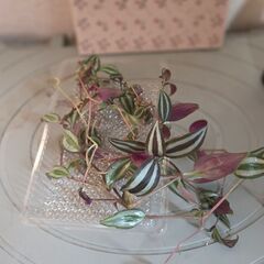 観葉植物　トラデスカンチア　カット苗の画像