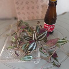 観葉植物　トラデスカンチア　カット苗の画像