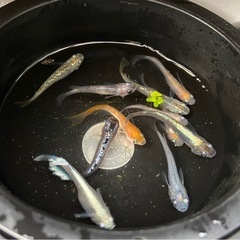 スーパーミックス　めだか10匹の画像