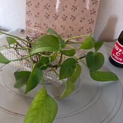 観葉植物　ポトス　パーフェクトグリーンの画像