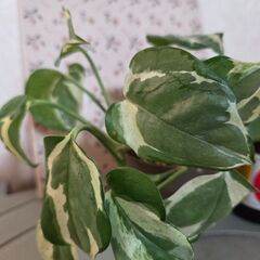 観葉植物　ポトス　エンジョイの画像
