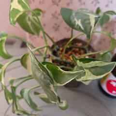 観葉植物　ポトス　エンジョイの画像