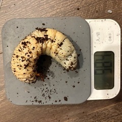 引っ越しにつきヘラクレスオオカブトの3齢幼虫譲ります④の画像