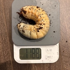 引っ越しにつきヘラクレスオオカブトの3齢幼虫譲ります④の画像
