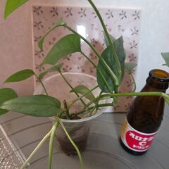 観葉植物　ピナツム　セブブルーの画像