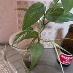 観葉植物　ピナツム　セブブルーの画像