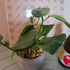 観葉植物　フィロデンドロン ブラジルの画像
