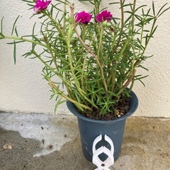 🌸マツバボタン鉢植(小)①の画像