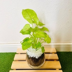 シンゴニウム　ライム　観葉植物　ハイドロカルチャーの画像