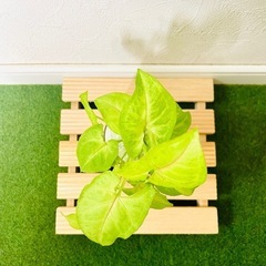 シンゴニウム　ライム　観葉植物　ハイドロカルチャーの画像