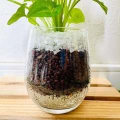 シンゴニウム　ライム　観葉植物　ハイドロカルチャーの画像