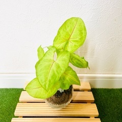 シンゴニウム　ライム　観葉植物　ハイドロカルチャーの画像