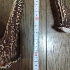 鹿のつの２本セットの画像