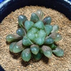 多肉植物セットの画像
