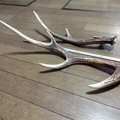 鹿のつの２本セットの画像