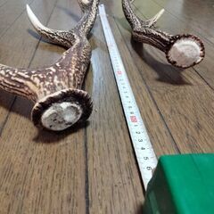 鹿のつの２本セットの画像