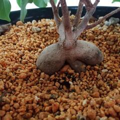 ガジュマルの画像