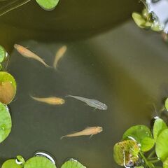 メダカ　卵　１５０個+α　ミックスメダカ　メダカの卵の画像
