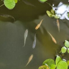 メダカ　卵　１５０個+α　ミックスメダカ　メダカの卵の画像