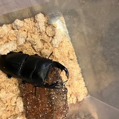 《お取引中》 奈良輪川西　オオクワガタ　3ペア　オス70mm 以上メス50mm以上の画像