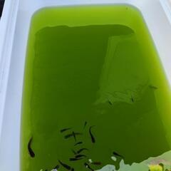 MIXメダカ 約80匹の画像