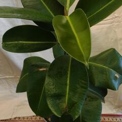 観葉植物　フィカス　インドゴムノキの画像