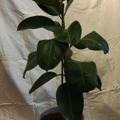 観葉植物　フィカス　インドゴムノキの画像