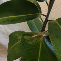 観葉植物　フィカス　インドゴムノキの画像