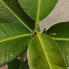 観葉植物　フィカス　インドゴムノキの画像