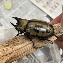 ティティウスシロカブト　オスのみ　2025-4の画像