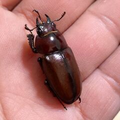 【離島美麗ノコ 幼虫セット可】オキノエラブノコギリクワガタ ペア販売④ 2025の画像