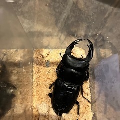 《お取引中》 奈良輪川西　オオクワガタ　3ペア　オス70mm 以上メス50mm以上の画像