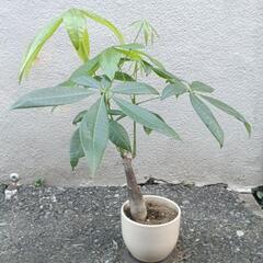 パキラ🌿の画像