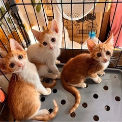 🌼４匹の可愛い兄妹🌼