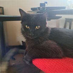 セミ長毛黒猫　マロン　写真に性格がにじんでます。１歳　初め…