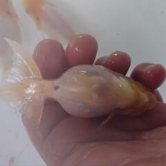 金魚 桜錦 当歳 4月産まれ 3匹  きんぎょ ランチュウ メダカ ビオトープ 水槽 水草の画像