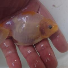 金魚 桜錦 当歳 4月産まれ 3匹  きんぎょ ランチュウ メダカ ビオトープ 水槽 水草の画像