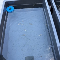 メダカ各種5の画像