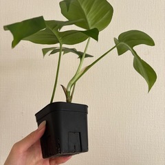 ヒメモンステラ　の画像