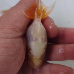 金魚 桜錦 4月産まれ 当歳 5匹 まだ当歳ですので色 肉瘤これからつきます。きんぎょ 蘭鋳 メダカ 水槽 水草 ビオトープの画像