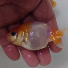 金魚 桜錦 4月産まれ 当歳 5匹 まだ当歳ですので色 肉瘤これからつきます。きんぎょ 蘭鋳 メダカ 水槽 水草 ビオトープの画像